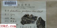  Sclerotinia fructigena Aderh. et Ruhl.