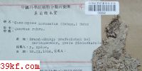  Coccomyces coronatus (Schum.) de Not.