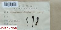  Trichoglossum hirsutum (Pers. ex Fr.) Boud.
