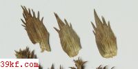  Peziza sp.