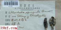  Morchella apongiola Boud.