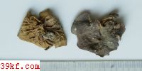  Helvella costifera Nannf.