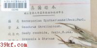  Sorosporium syntherismae (Peck) Farl.