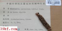  Cintractia subinclusa (Korn.) Magn.