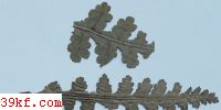  Gymnoconia interstitialis (Schl.) Lagh