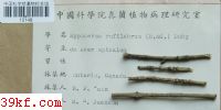  Hypoderma rufilabrum (B. & C.) Duby