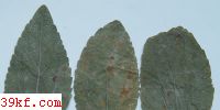  Phragmidium rosae-acicularis Liro.