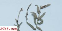  Puccinia caricis-strictae Diet.