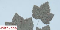  Puccinia canaliculata (Schw.) Lagh.