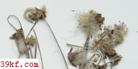 Coleosporium solidaginis (Schw.) Thum.