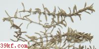  Gymnosporangium juniperi-virginianae Schw.