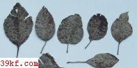  Cercospora dubia (Riess.) Hedwigia