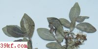  Fusarium oxydendri E. & E.