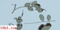  Hebeloma colvini Pk.
