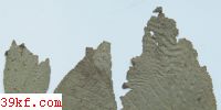  Polyporus pubescens (Schw.) Fr.