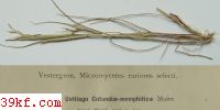  Trichopeziza albotestacea (Desm.)