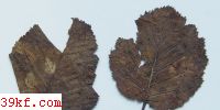  Cytispora corni West.
