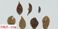  Piggotia negundinis E. & D.