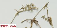  Cercospora melanochaeta E. & E.