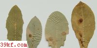  Puccinia nodosa Ell & Hark.