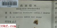  Humarina testacea (Moug.) Seaver