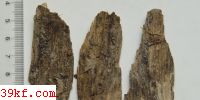  Mollisia cinerea (Batch.) Karst.