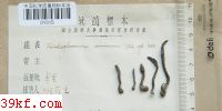  Venturia orbicula (Schw.)