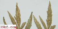 Phyllosticta terminalis E. & M.