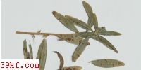  Phoma strobiligena Desm.