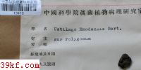  Ustilago emodensis Berk.