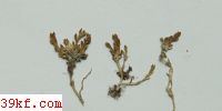  Melanconium bicolor Nees.
