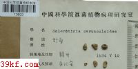  Sclerotinia carunculoides