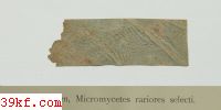  Ustilago tritici (Pers.) Jensen.