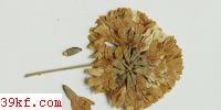  Melampsora betulina (Pers.) Tul.