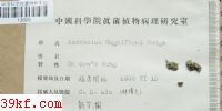  Ascobolus magnificus Dodge