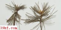  Bifusella linearis (Peck.) v. Hohn.