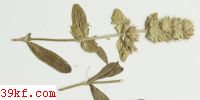  Puccinia jubata E. & B.