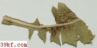  Aecidium ceanothi E. & K.