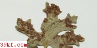  Aecidium pammellii Trelease