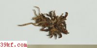  Hydnum auri-scalpium L.