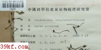  Sclerotinia longisclerotialis