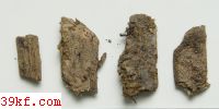  Xylaria hypoxylon (L.) Grev.
