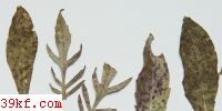 Puccinia helianthi Schw.