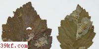  Diplocladium cylindrosporium E. & E.