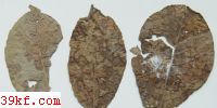  Stagonospora desmodii E. & E.