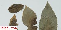  Iiiosporium conicolum E. & E.