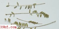  Asteroma geographicum (DC.) Desm.