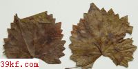  Cercospora brachypus E. & E.