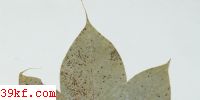  Cercospora ditissima E. & E.