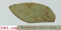  Cercospora glandulosa E. & K.